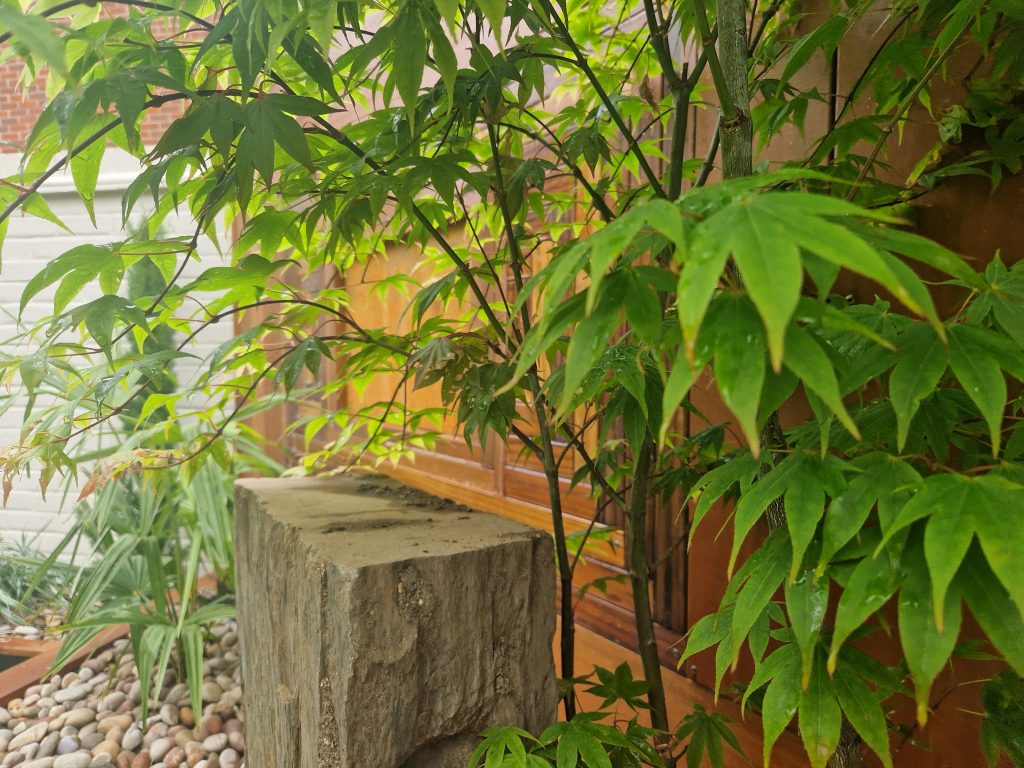 Japanese maple beside a stone column feature in a pebble-covered bed against timber screening