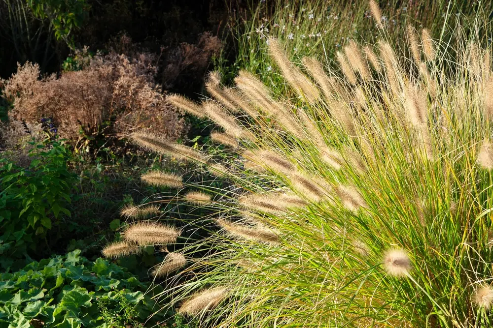 Ornamental grass seed heads glowing in autumn light, adding autumn colour in your garden