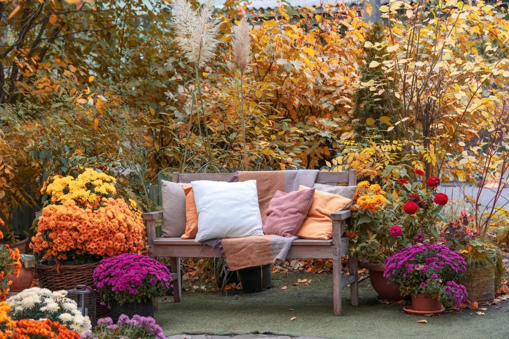 Orange and purple chrysanthemums and golden foliage around a wooden garden bench with cushions