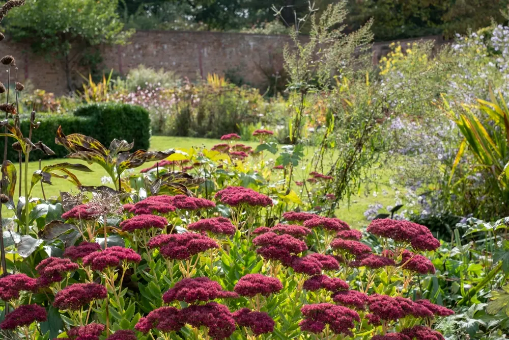 Deep red sedum adding autumn colour in your garden border beside a lawn and brick wall